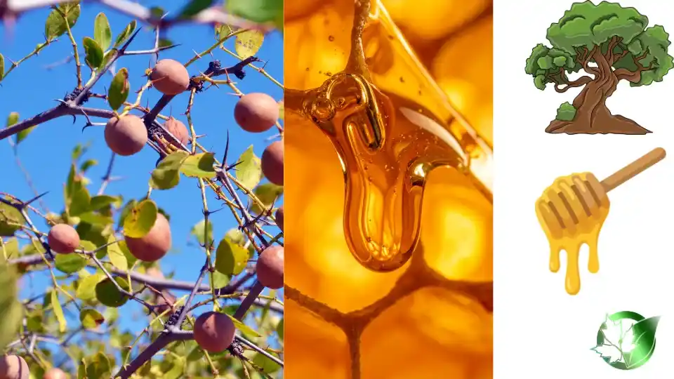 Commercial presentation of Sidr Honey for wholesale product evaluation and buyer review.